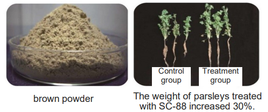 Flourishing Powder / Make Plant Grow Stonger - CHOKO